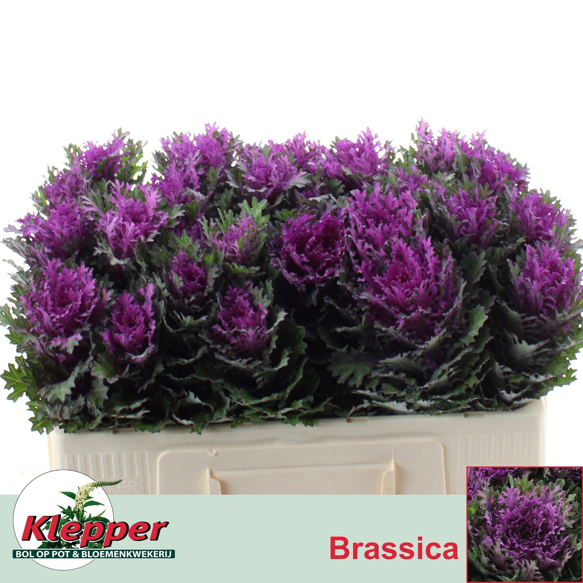 Брассика Крэйн Квин 50, шт.