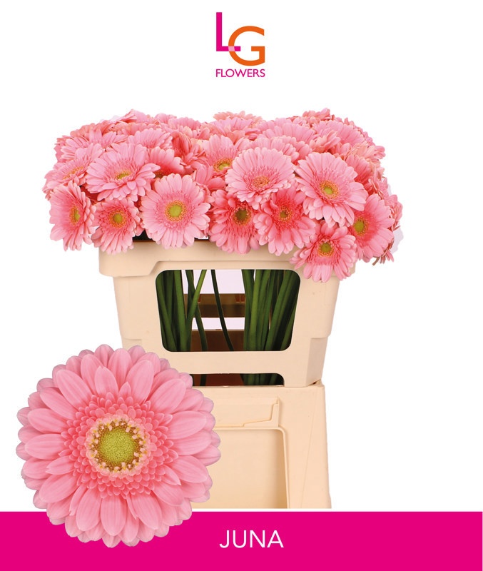 Гермини Джуна, шт.