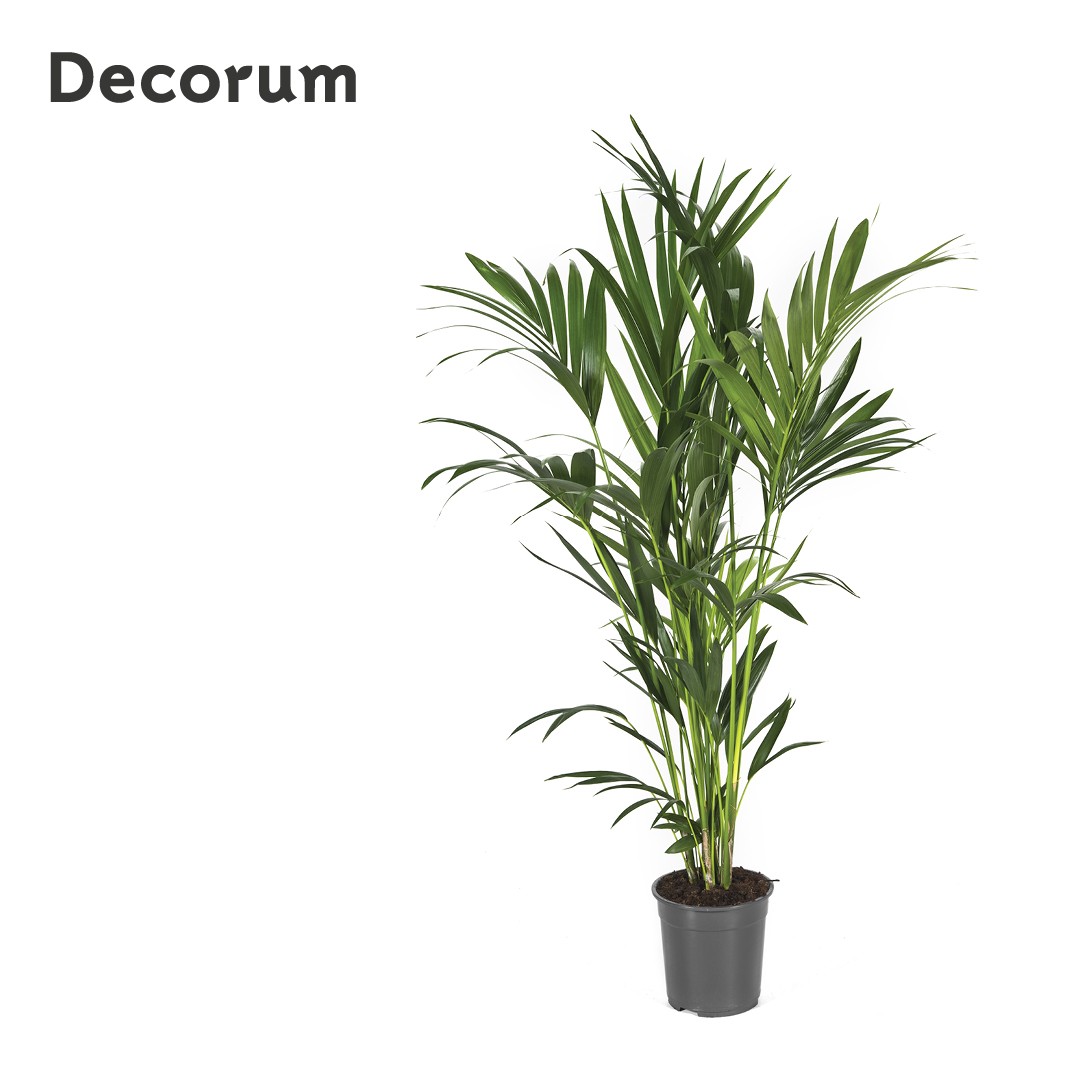 Howea forsteriana 150cm (Kentia) Decorum, D 24