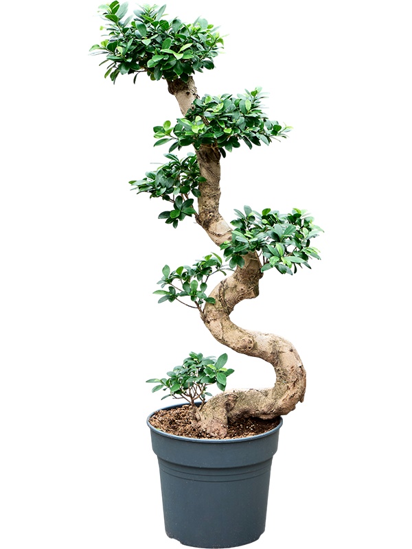 Ficus microcarpa 'Compacta', D 34 cm