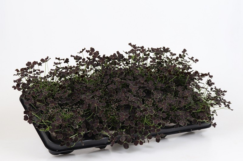 TRIFOLIUM REPENS 'DARK DEBBIE', D 12