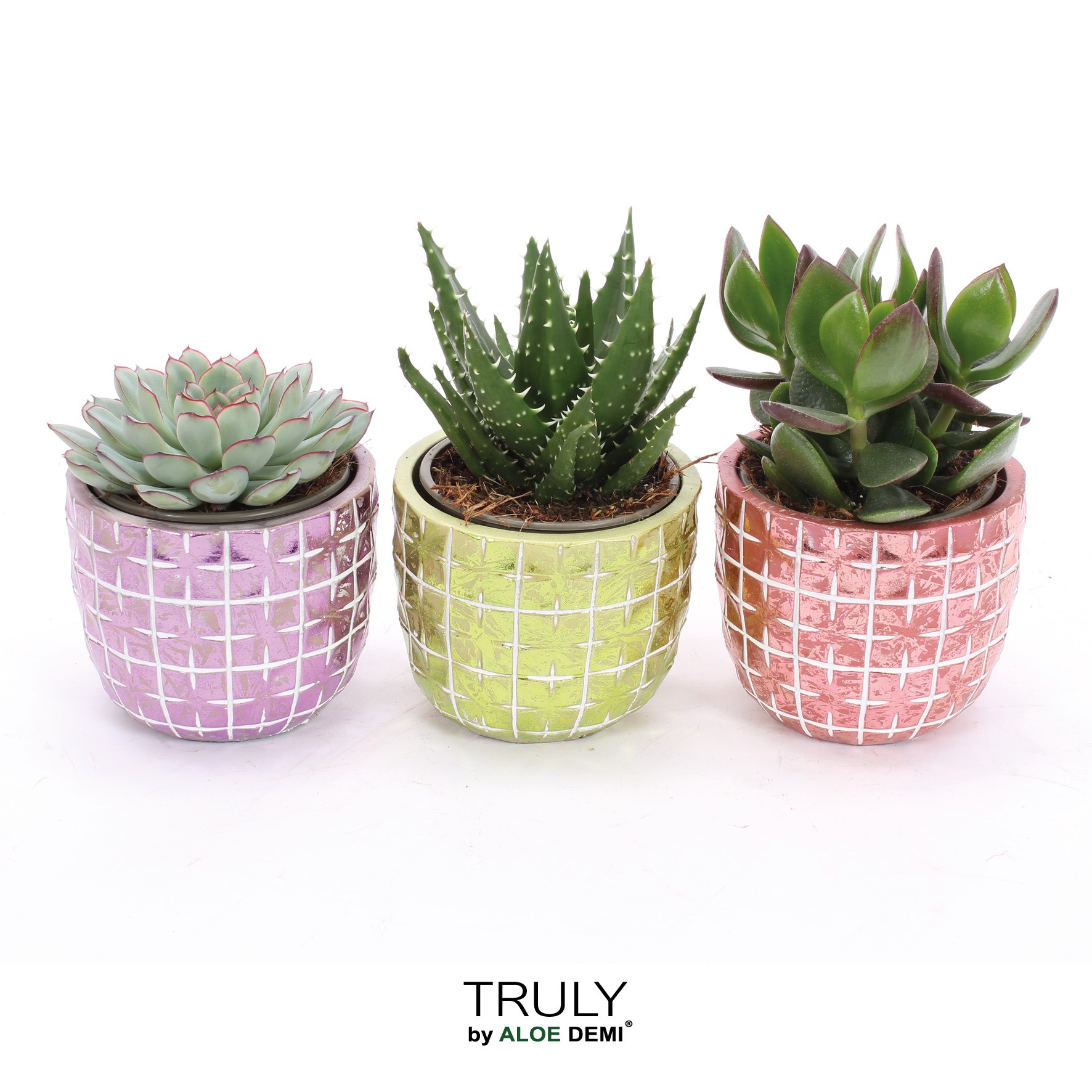 TRULY Succulent, Disco Mosaic M, D 10