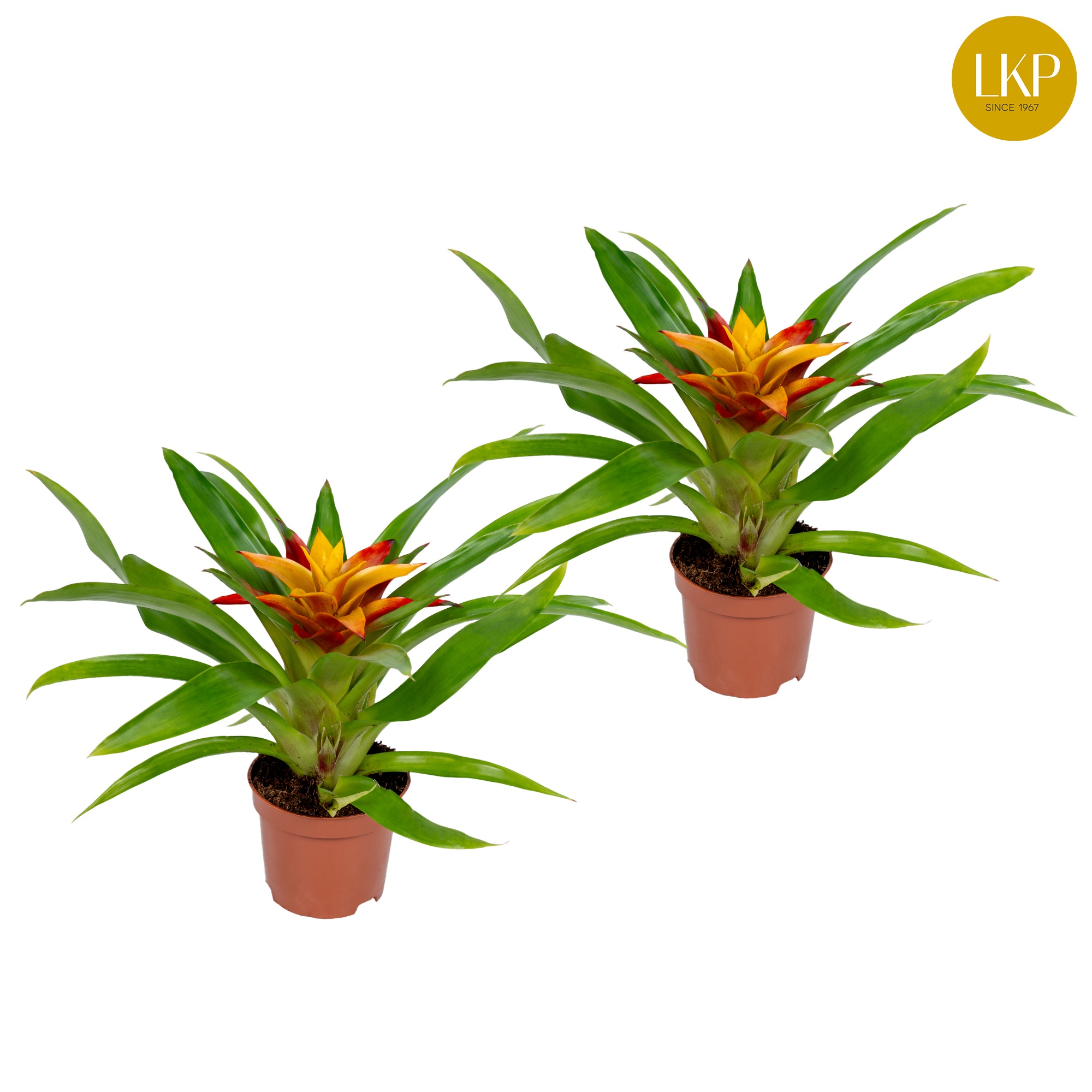 Guzmania Flava Geel (Zonder Hoes), D 10,5