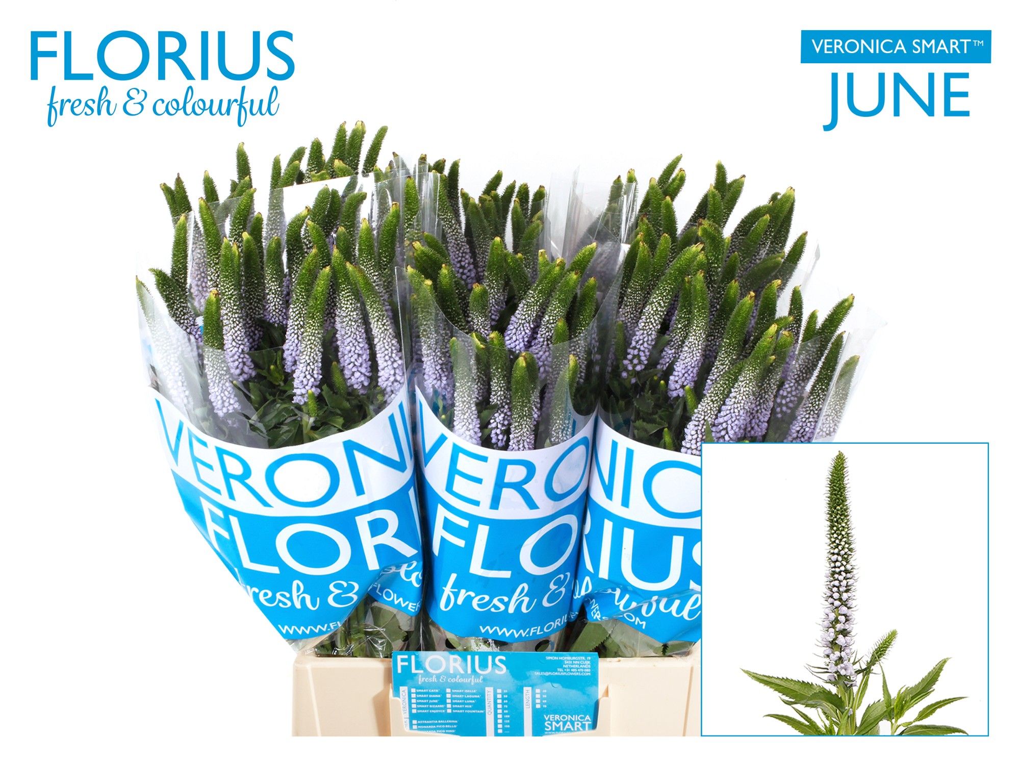 Вероника Смарт Джун 50, шт.