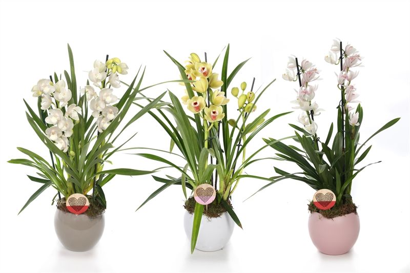 Lisa p12 bolpot love mix Cymbidium mix 2T10+, D 12 cm