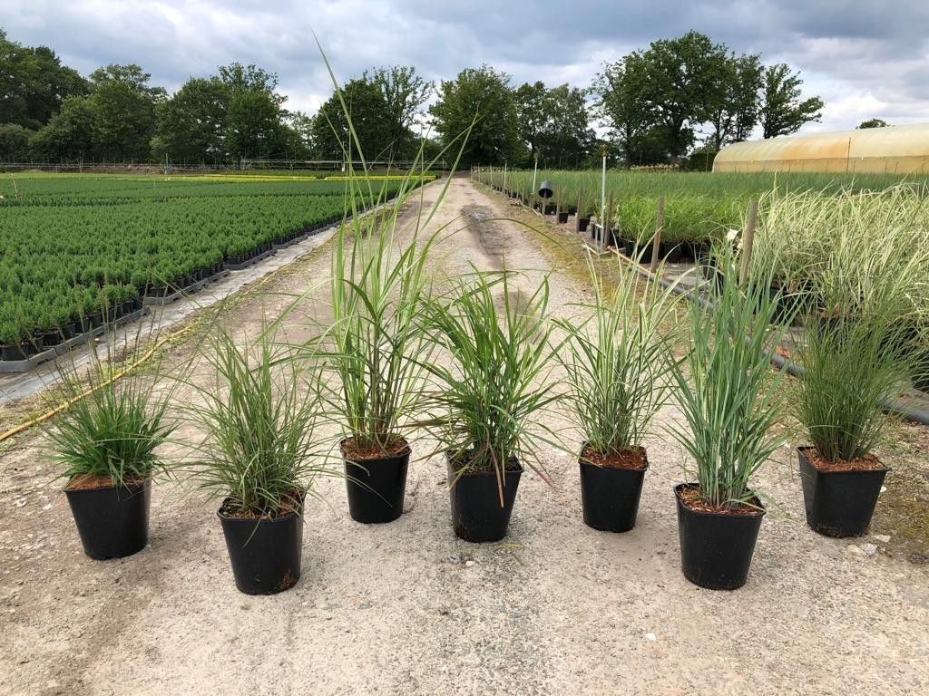 Gräser in Sorten 5L, D 23