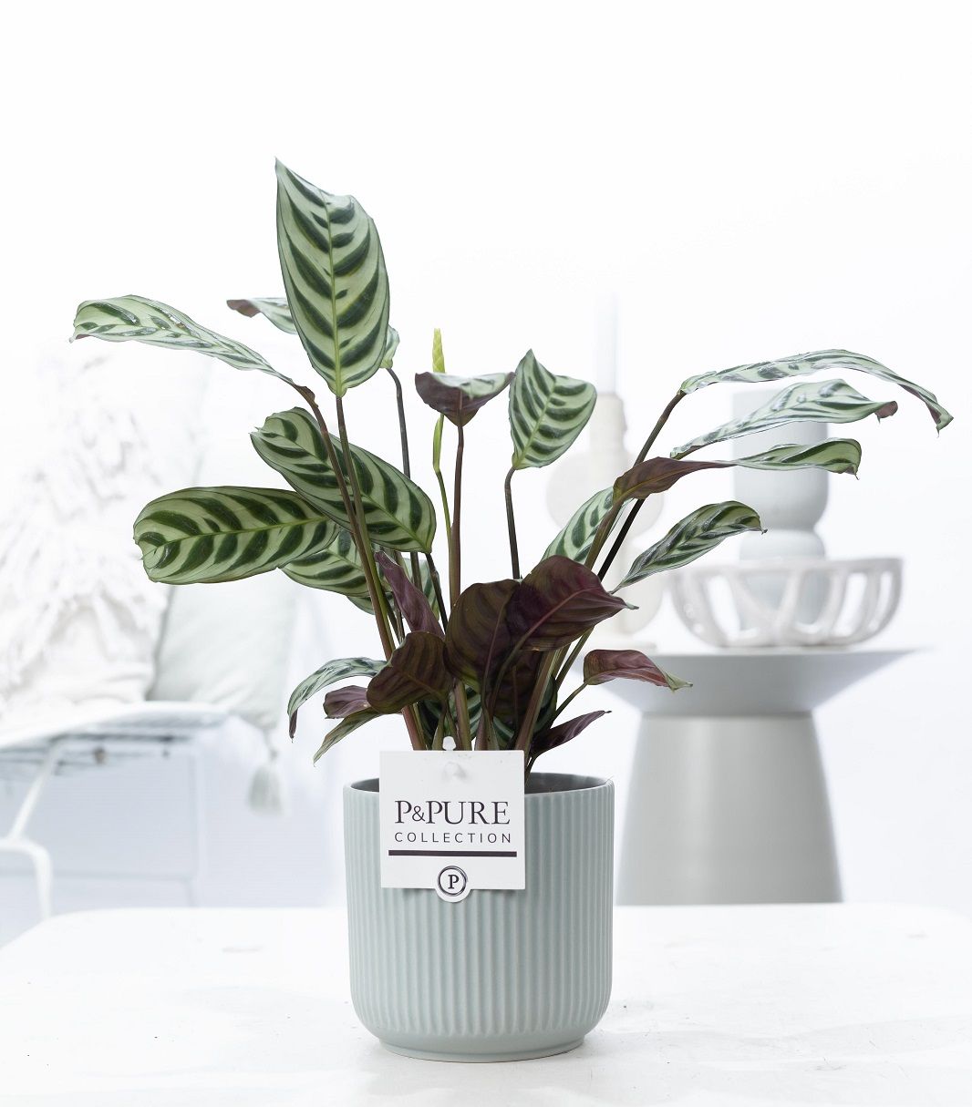 Ctenanthe Burle Marxii in P&PURE Sophie ceramics green, D 12