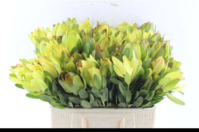 Леукадендрон Сафари Голдстрайк 50, шт.