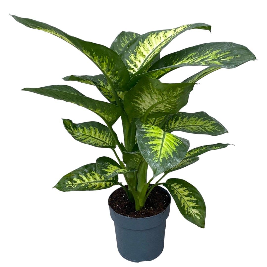 Dieffenbachia seguine 'Tropic Snow' P21, D 21