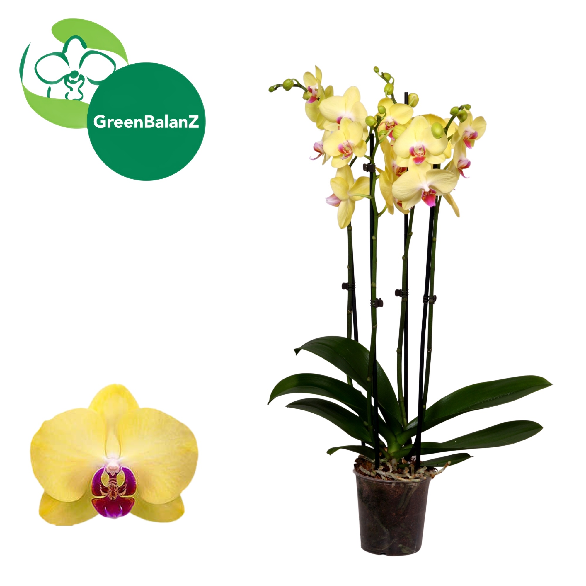 ColorZ - Miraflore 4 tak, D 12