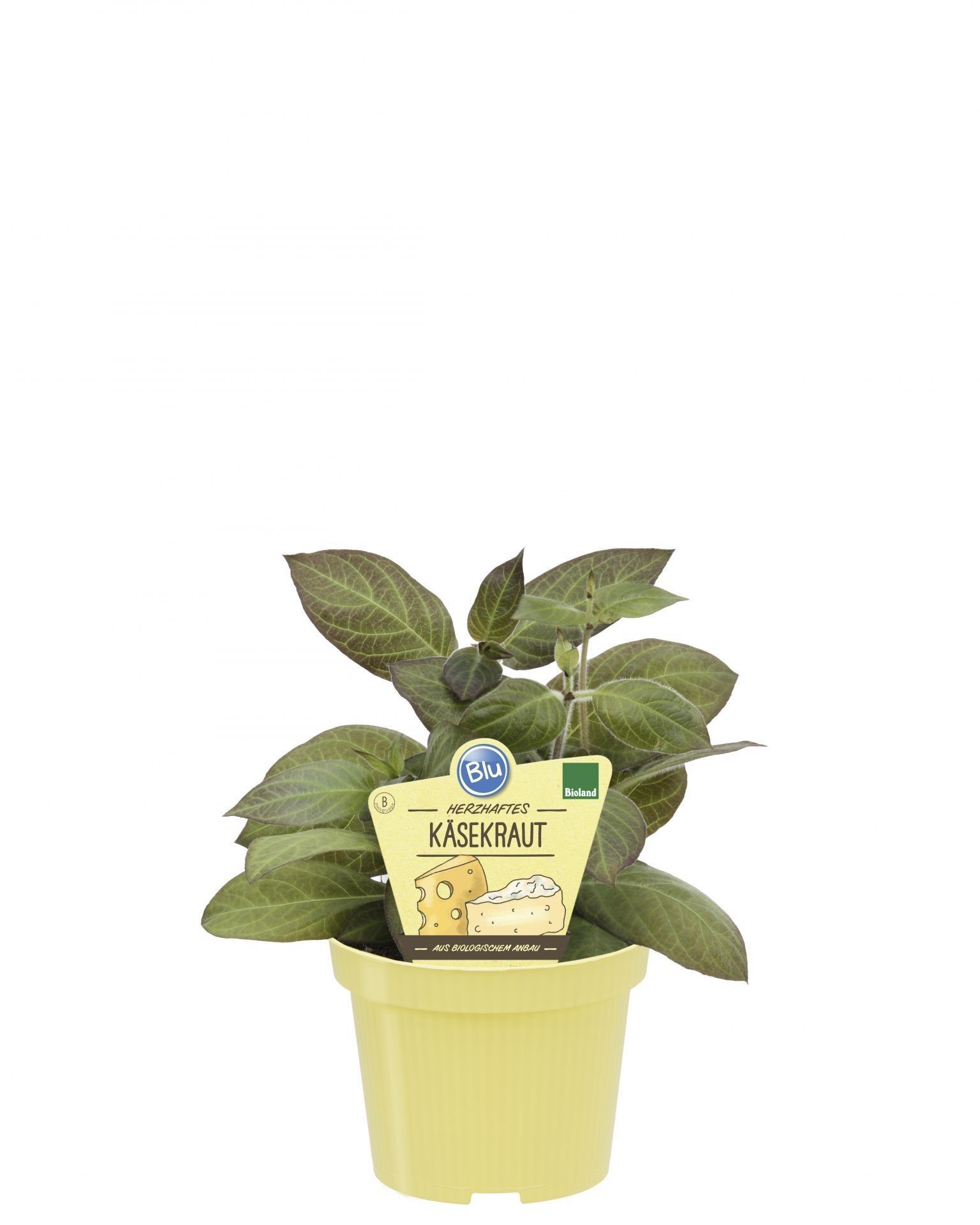 Paederia lanuginosa, D 12