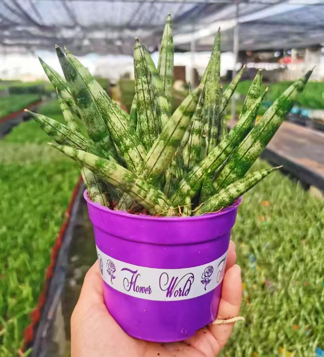 Сансевиерия бонселенсис 12 25 12 22