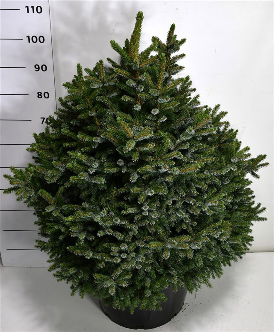Picea omorika 'Nana', D 48 cm