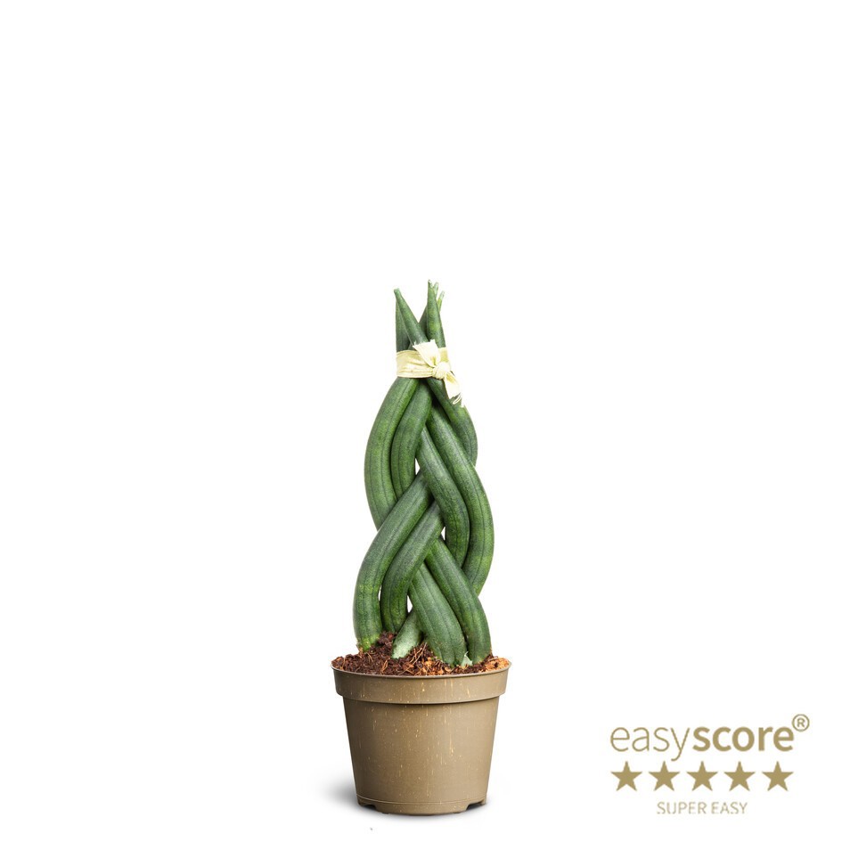 SANSEVIERIA CYLINDRICA 'Braid' 10631100, D 6 cm