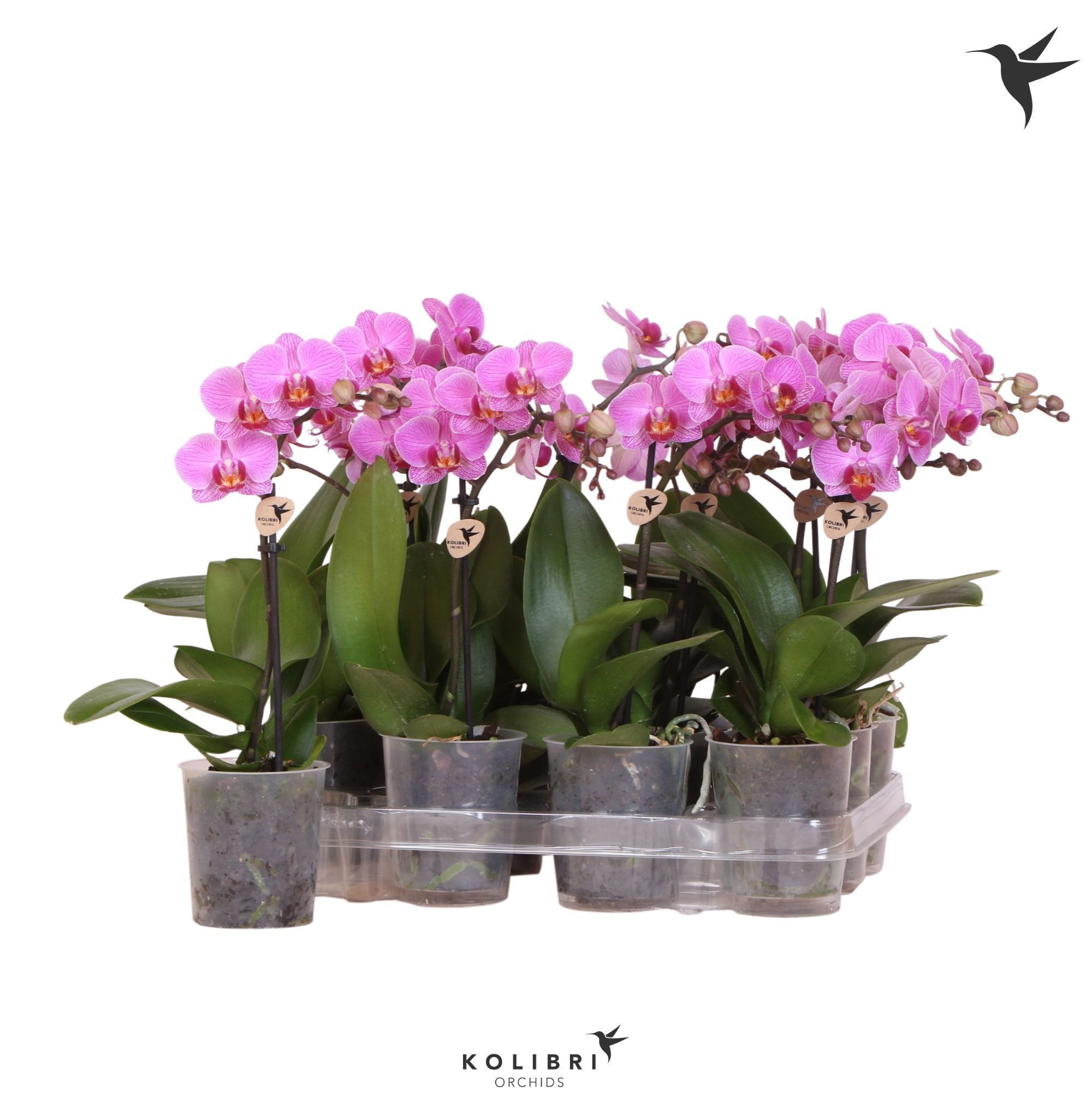 Kolibri Orchids Phalaenopsis Violet 1 spike, D 9