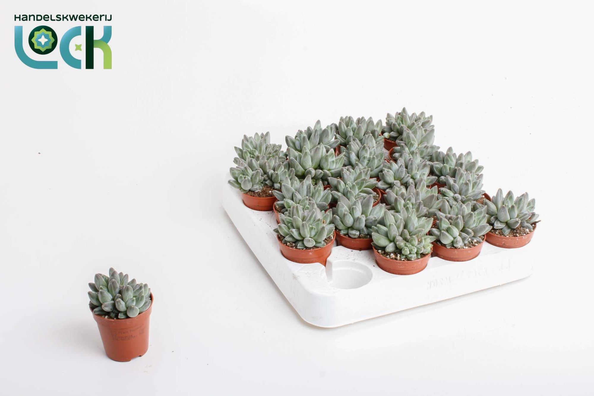 Echeveria Hookeri, D 5,5