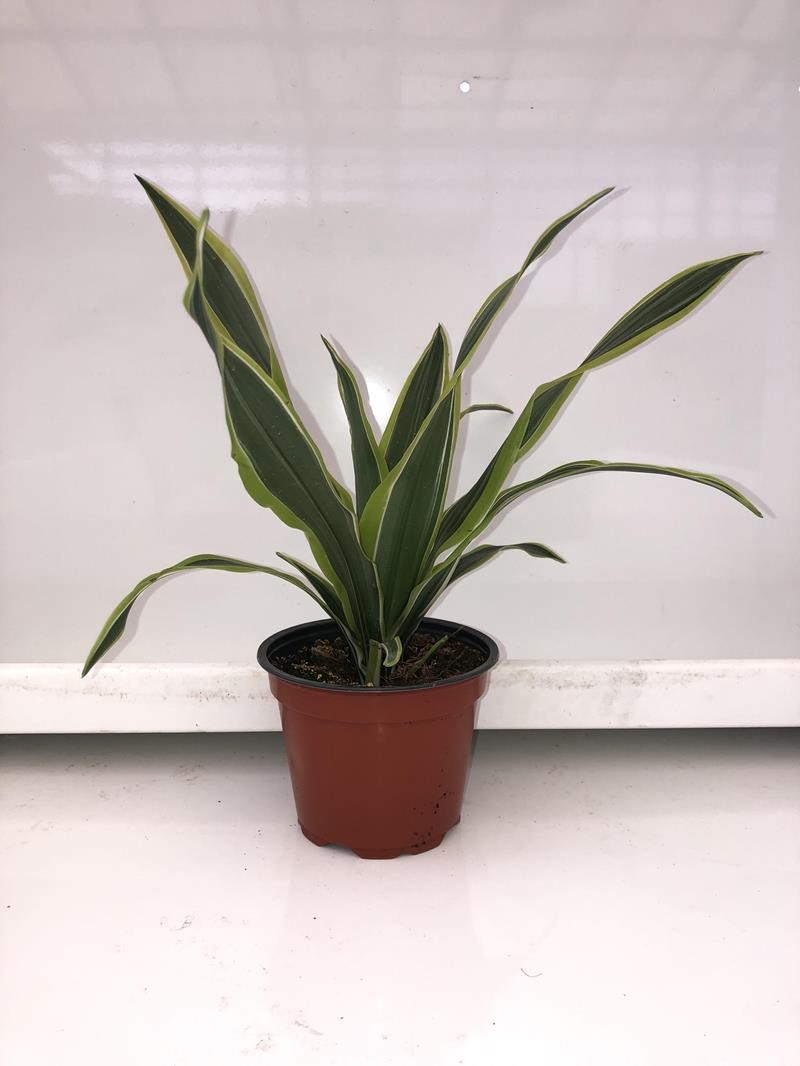 DRACAENA FRAGRANS 'LEMON LIME', D 12