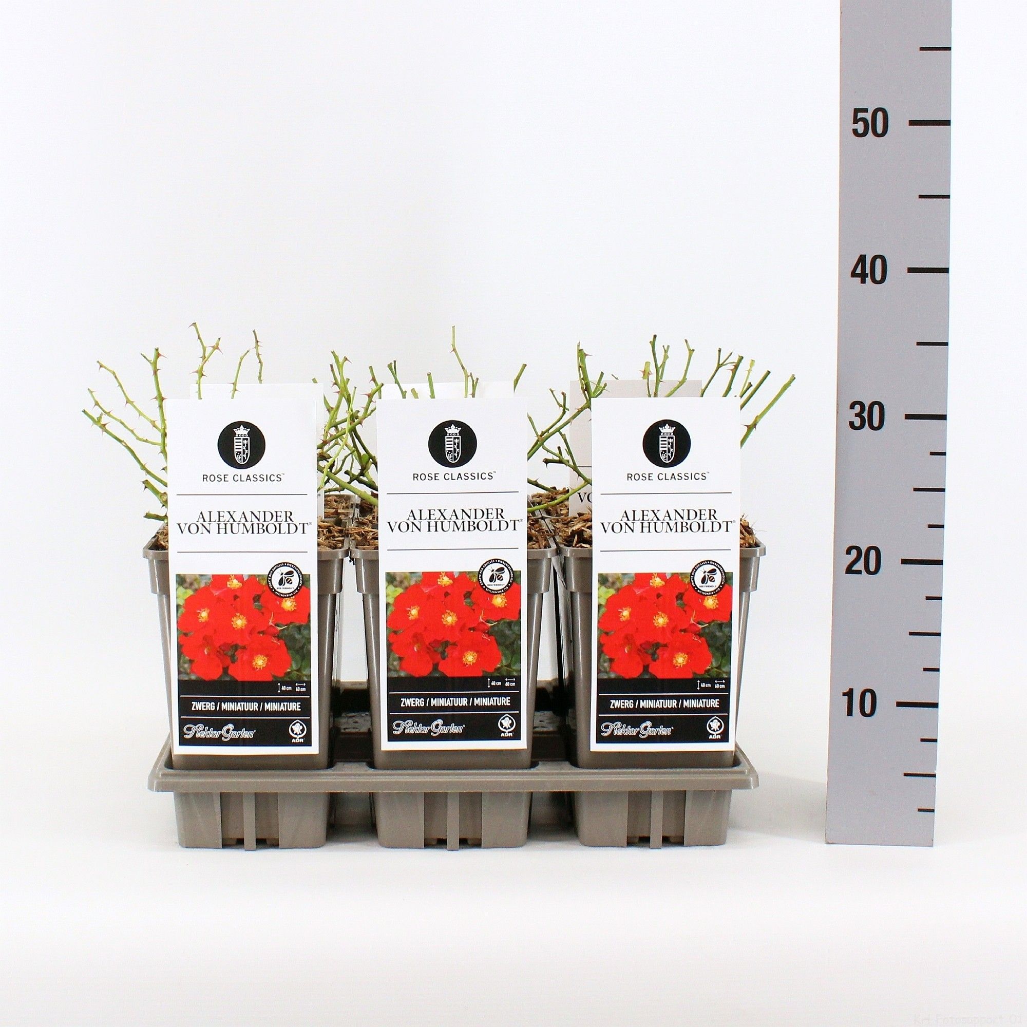 Rosa (H) Alexander von Humbodlt ®, C3, D 17