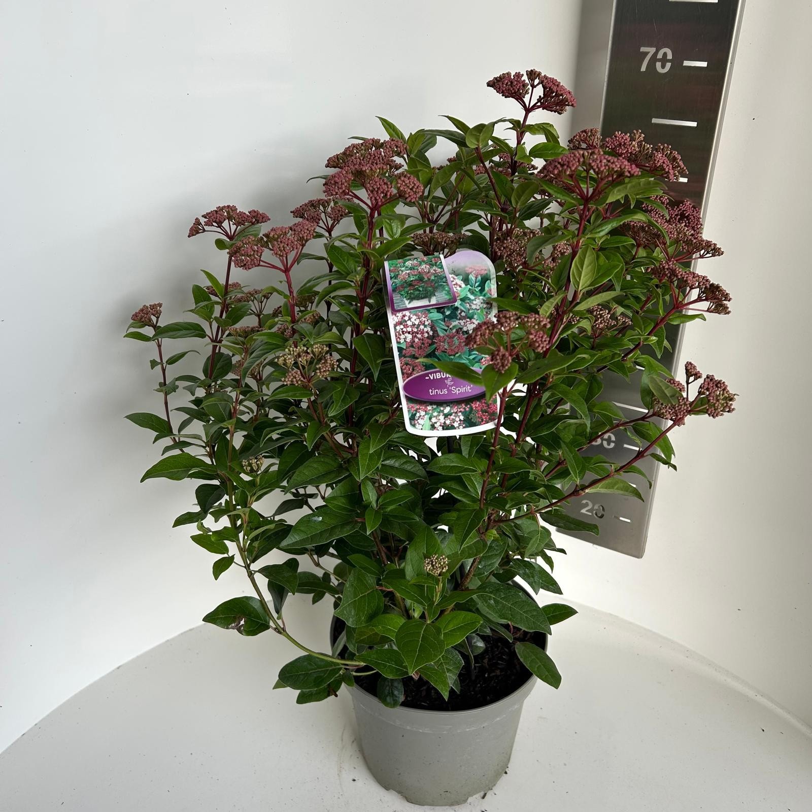 Viburnum tinus Spirit, D 23