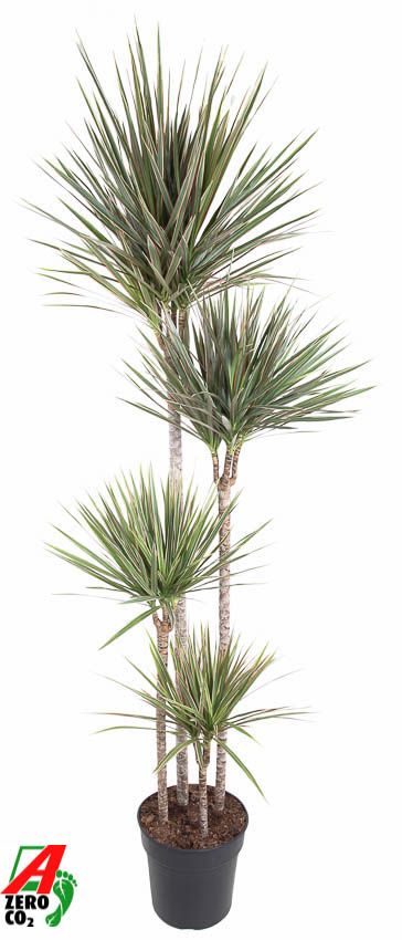 Dracaena Bicolor 120-90-60-30, D 27