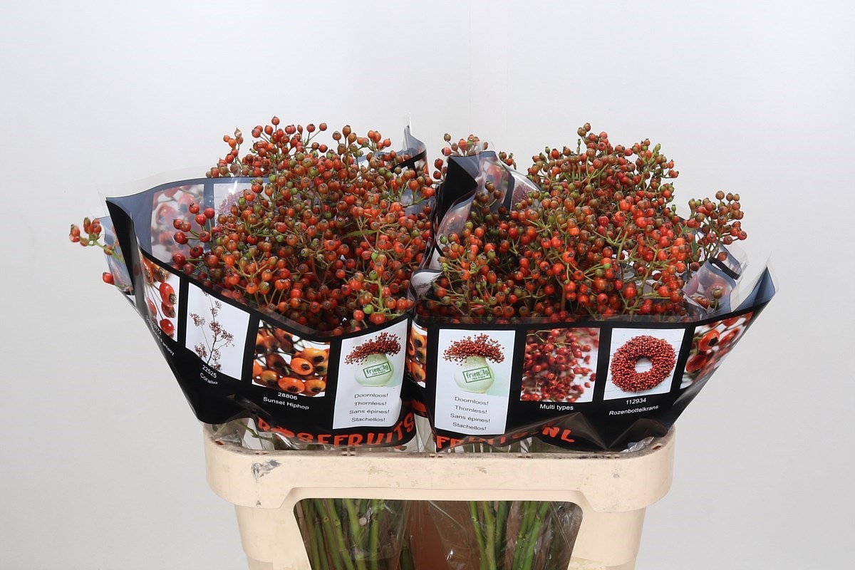 Рузботель Роузфрут Элит 80, шт.