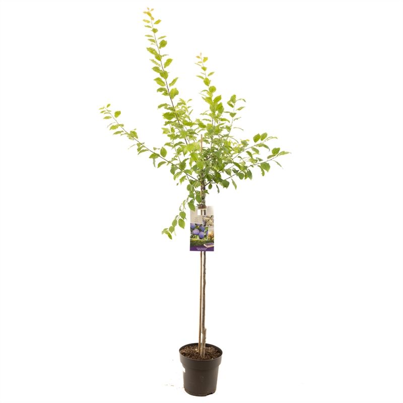 Prunus dom. Hauszwetsche halfstam Donkerblauwe pruim, D 27