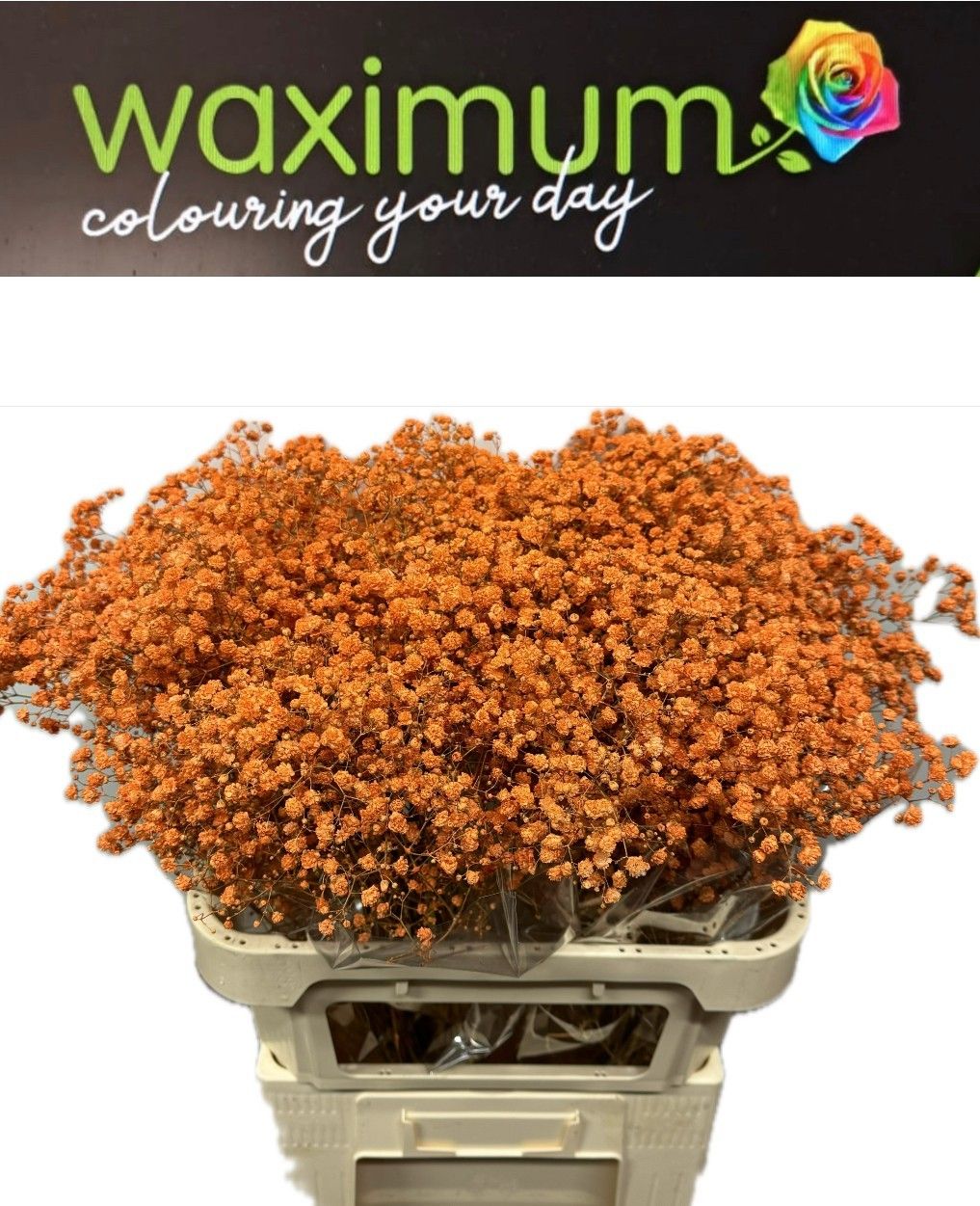 Гипсофила Овериг Крашеная (краш. ) 80, шт.