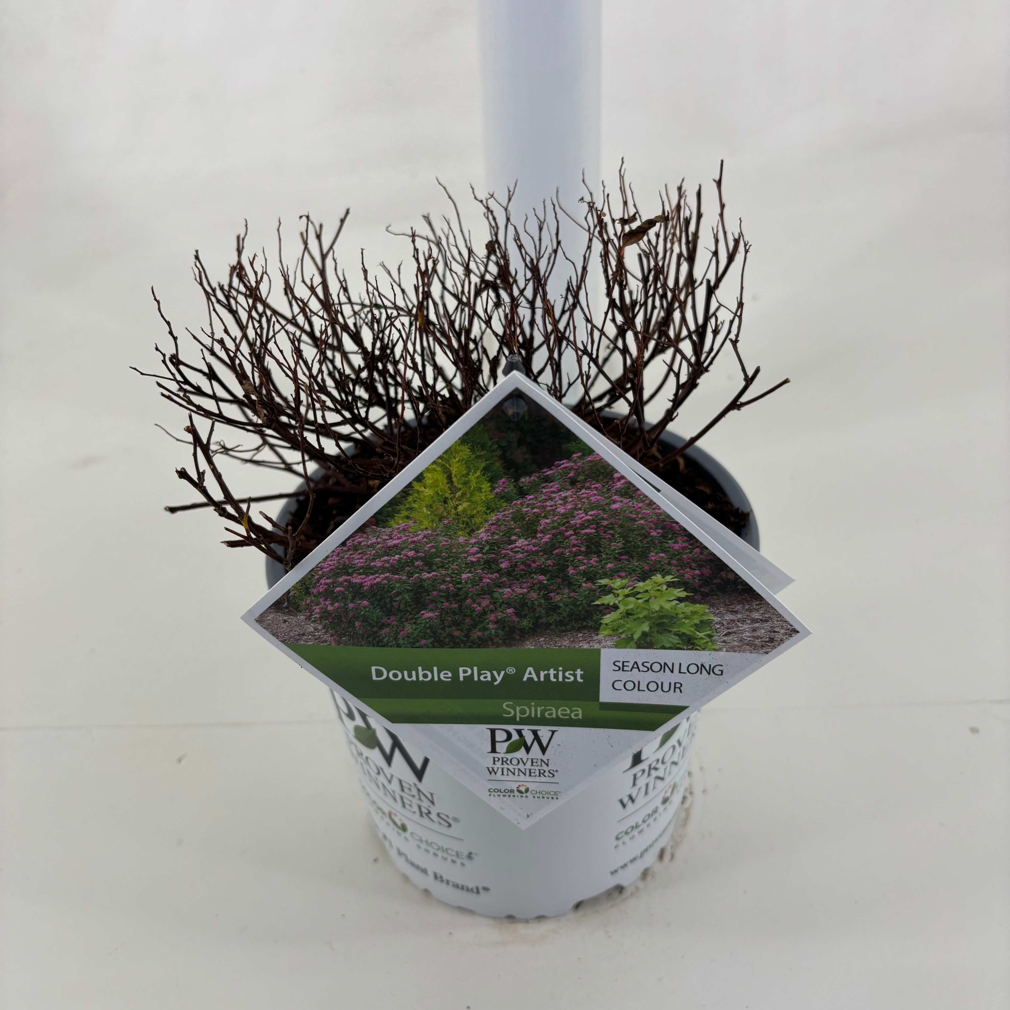 Spiraea Double Play ® Artist, D 19