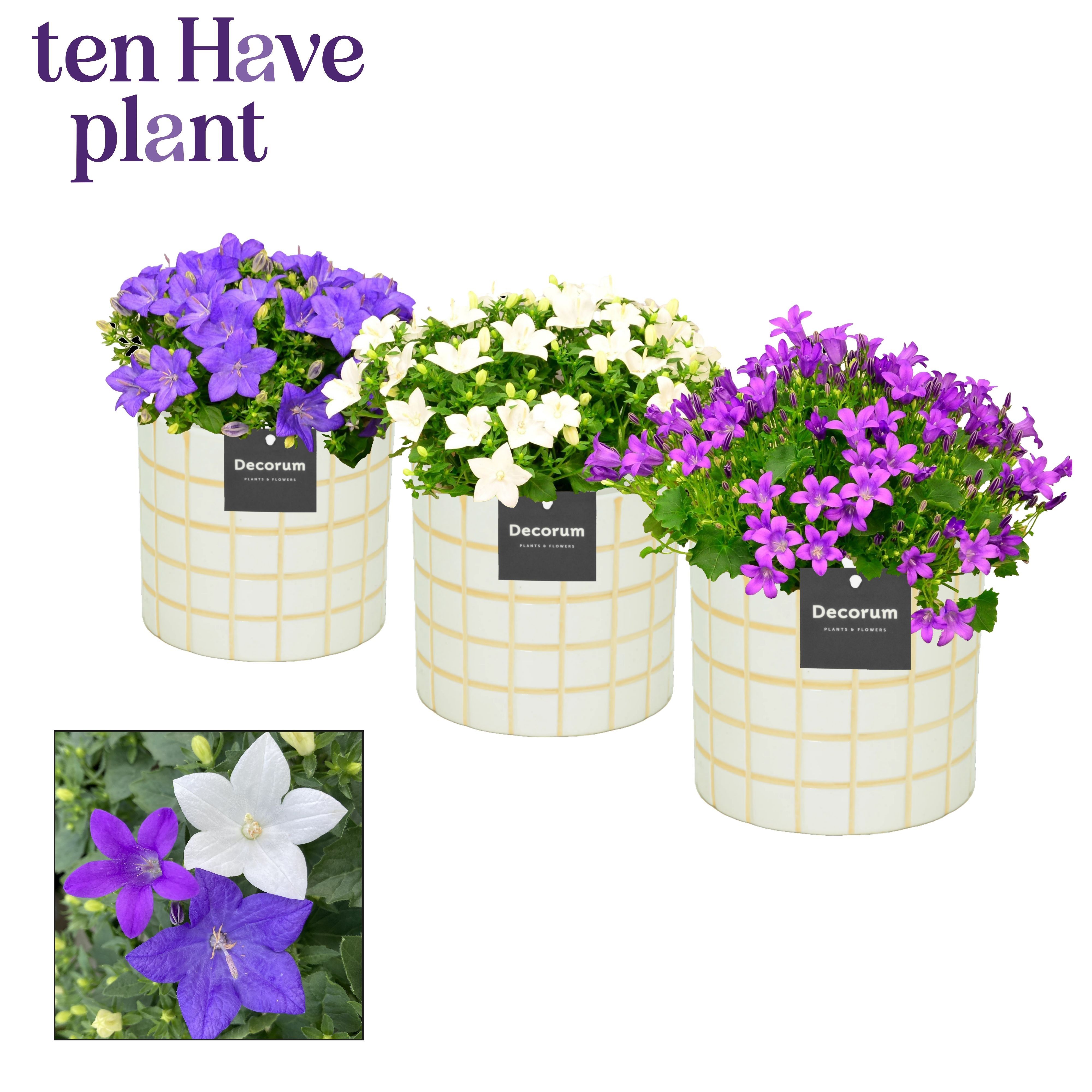 Campanula Mix in Tirza Decorum, D 14