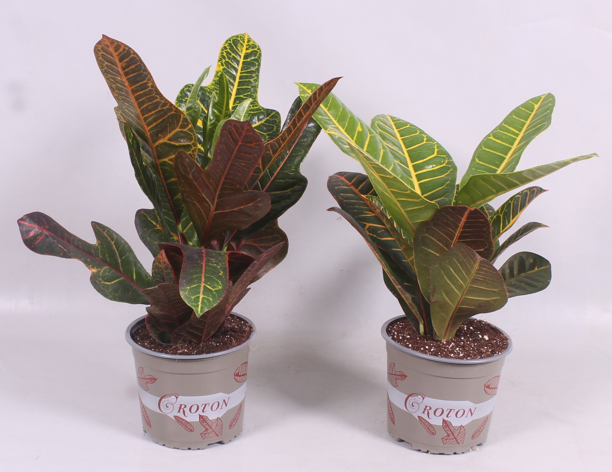 Croton Mix Excellent en Petra in Design hoes "Sunshiners®", D 17