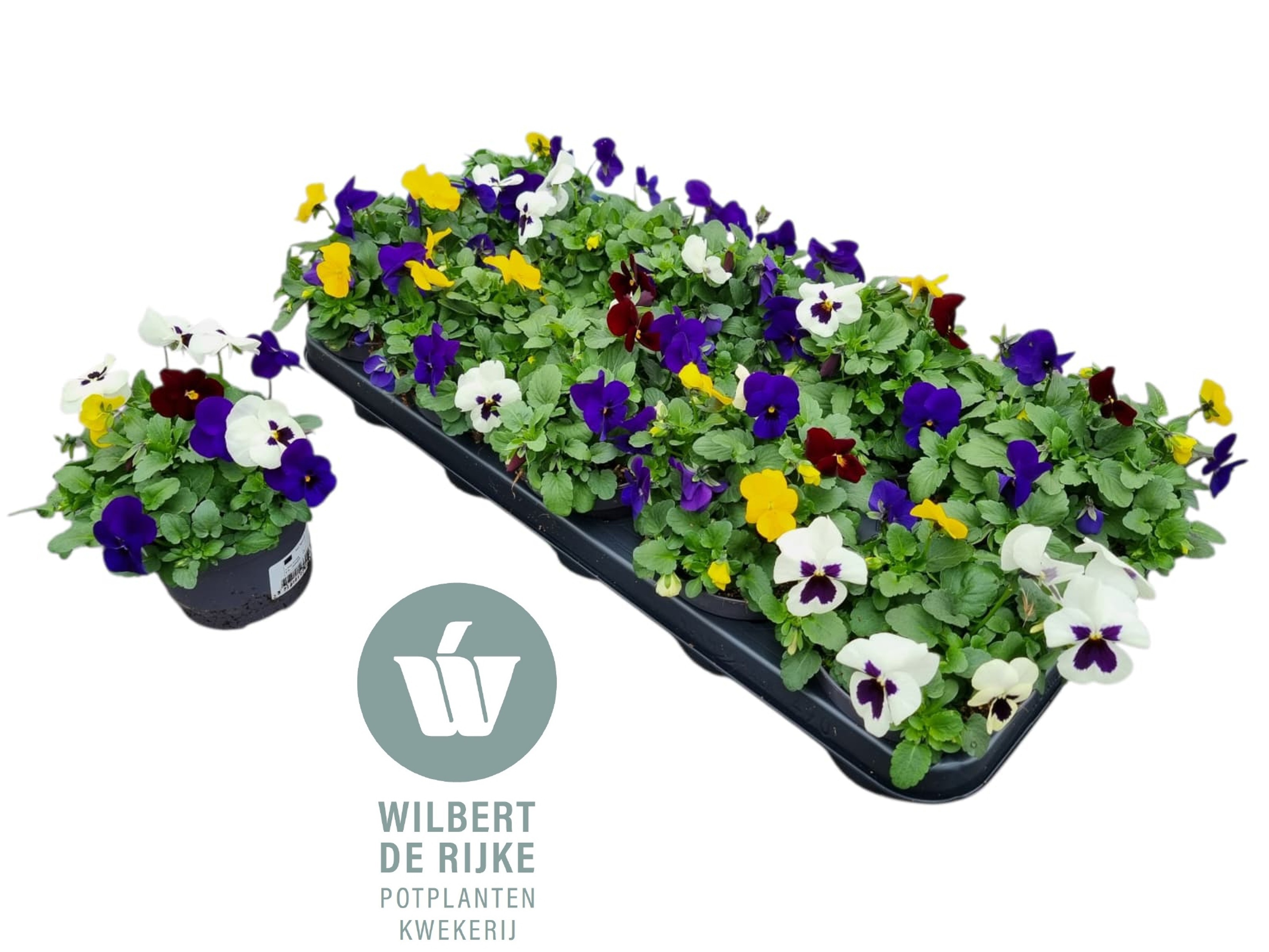 Viola Cornuta Trio Rio (Viool), D 12