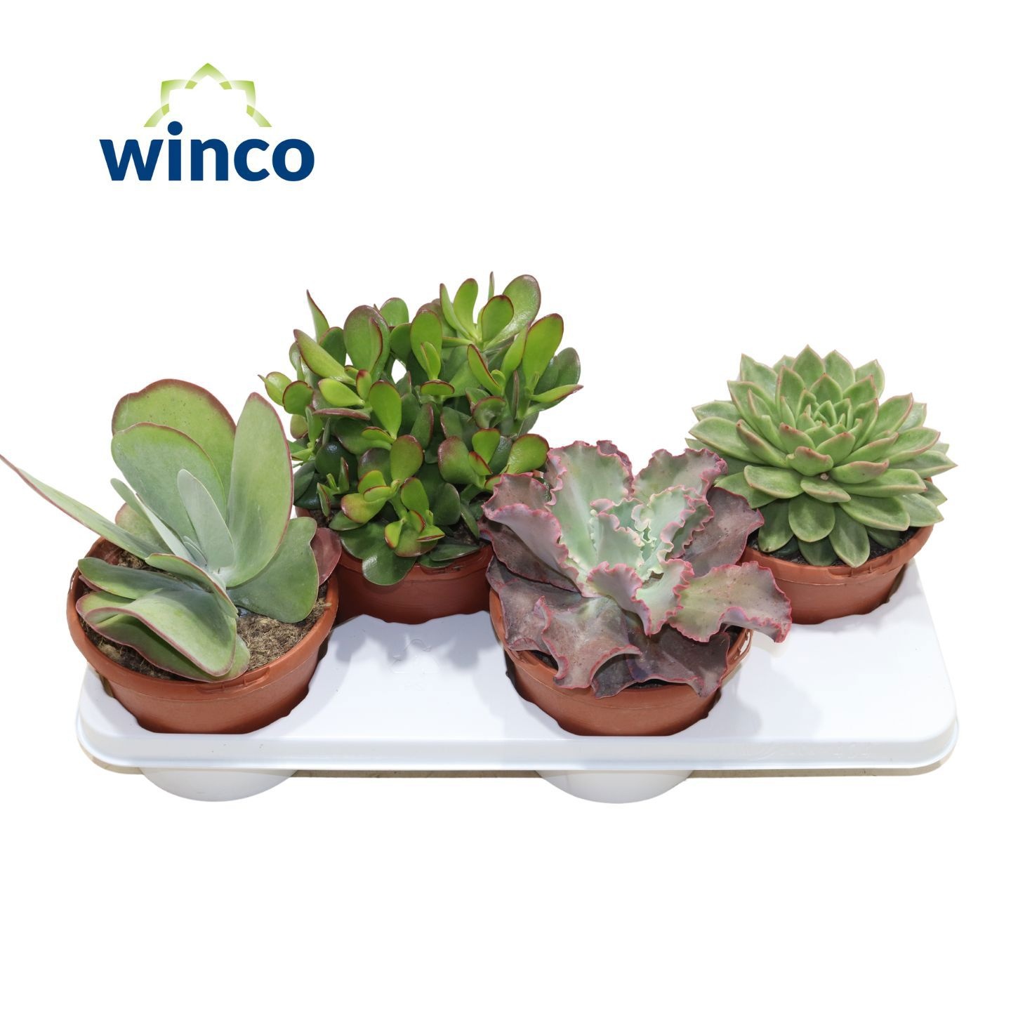 Succulenten Mix, D 17