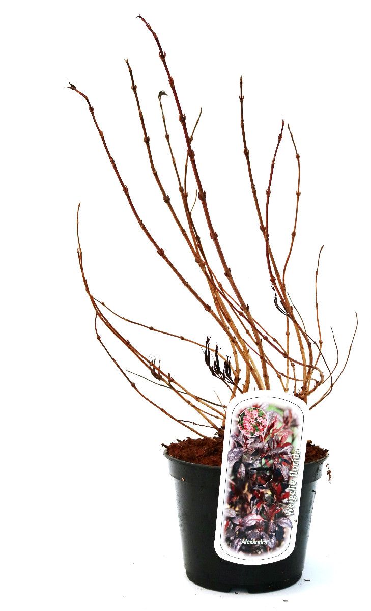 Weigela florida 'Purpurea', D 19 cm