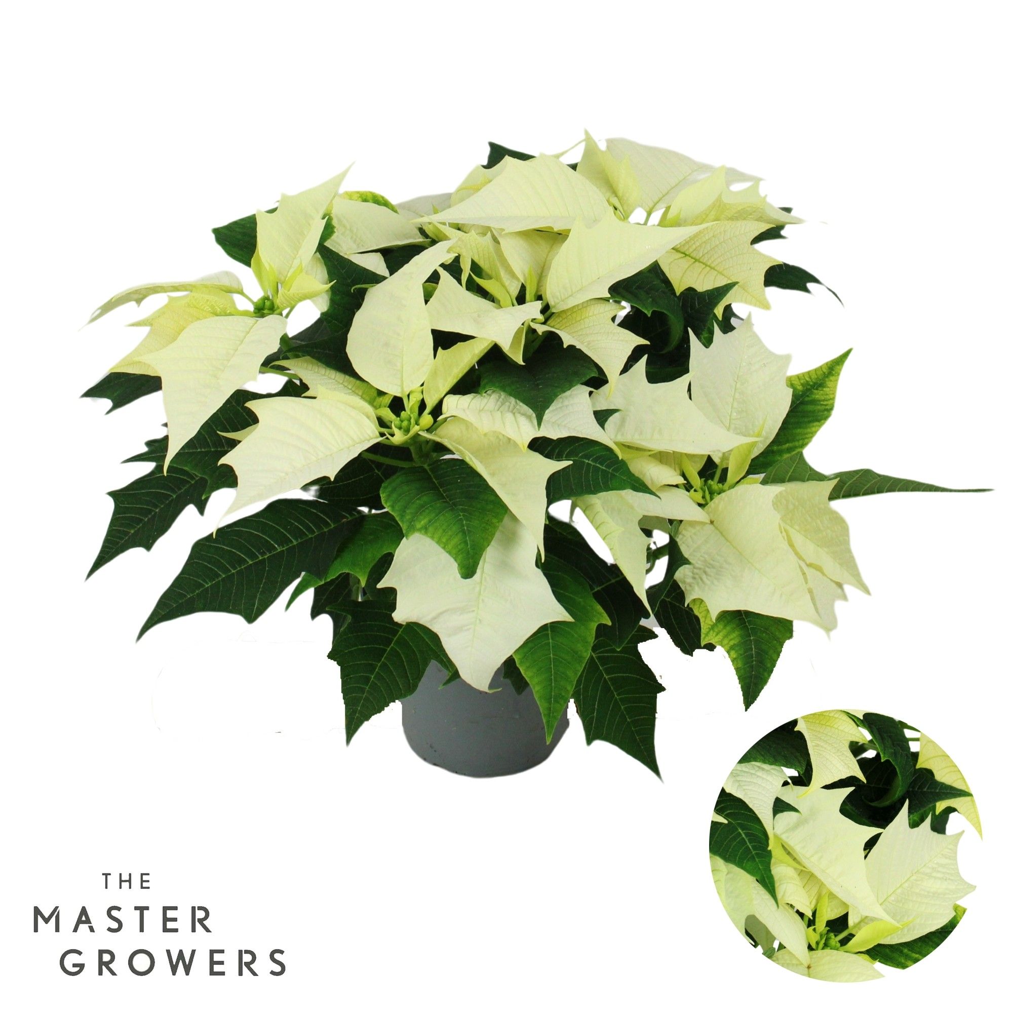 Poinsettia Alaska wit 13cm 5 bloem, D 13 cm