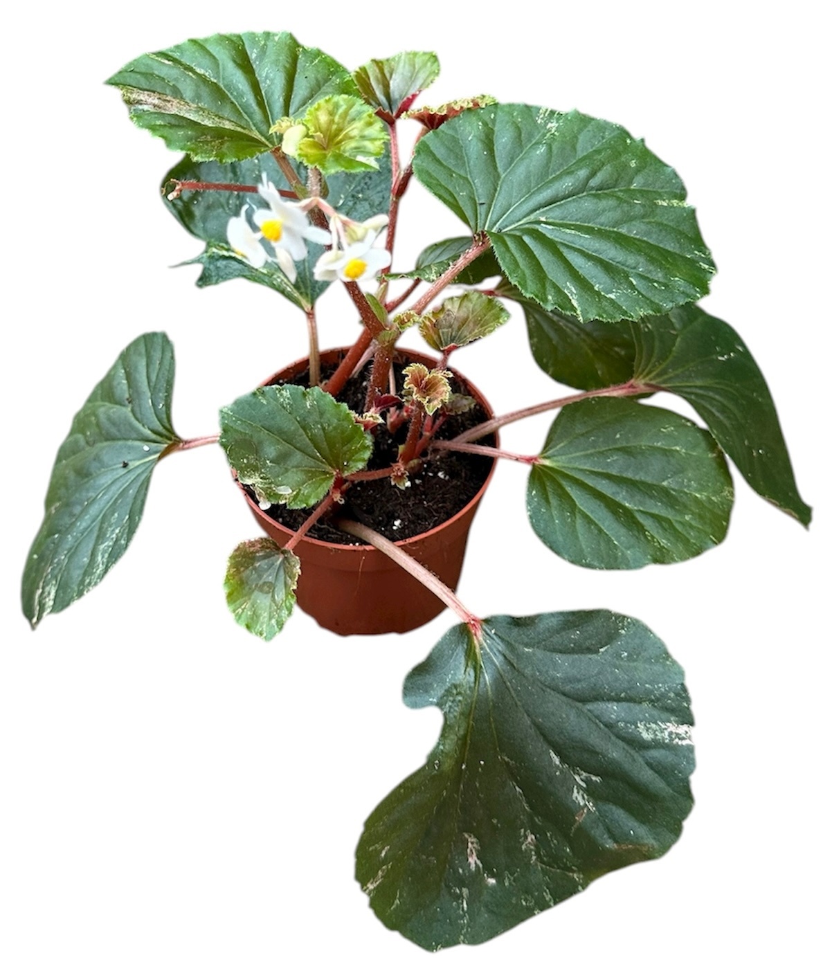 Begonia Cucullata, D 10,5