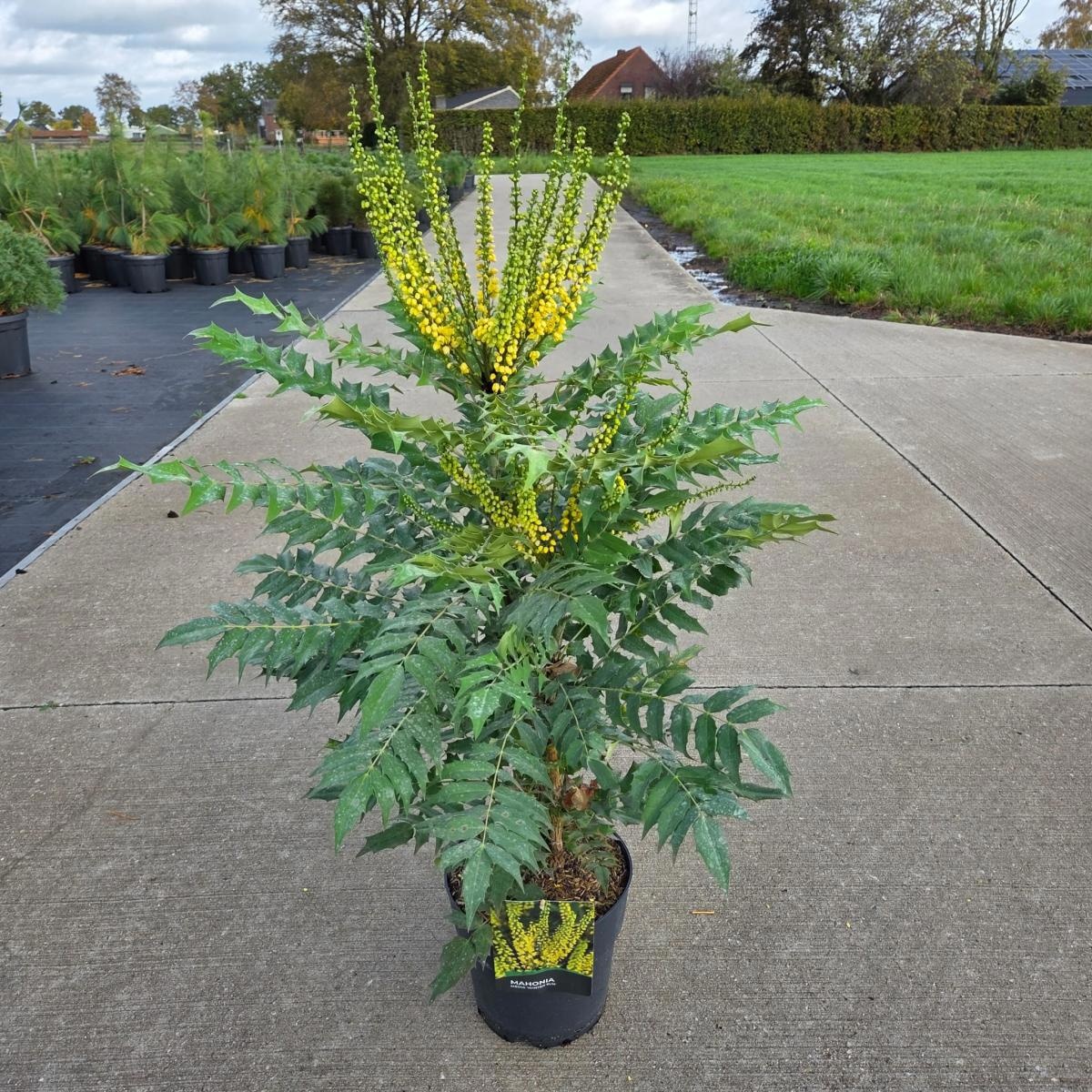 Mahonia media 'Winter Sun', D 29