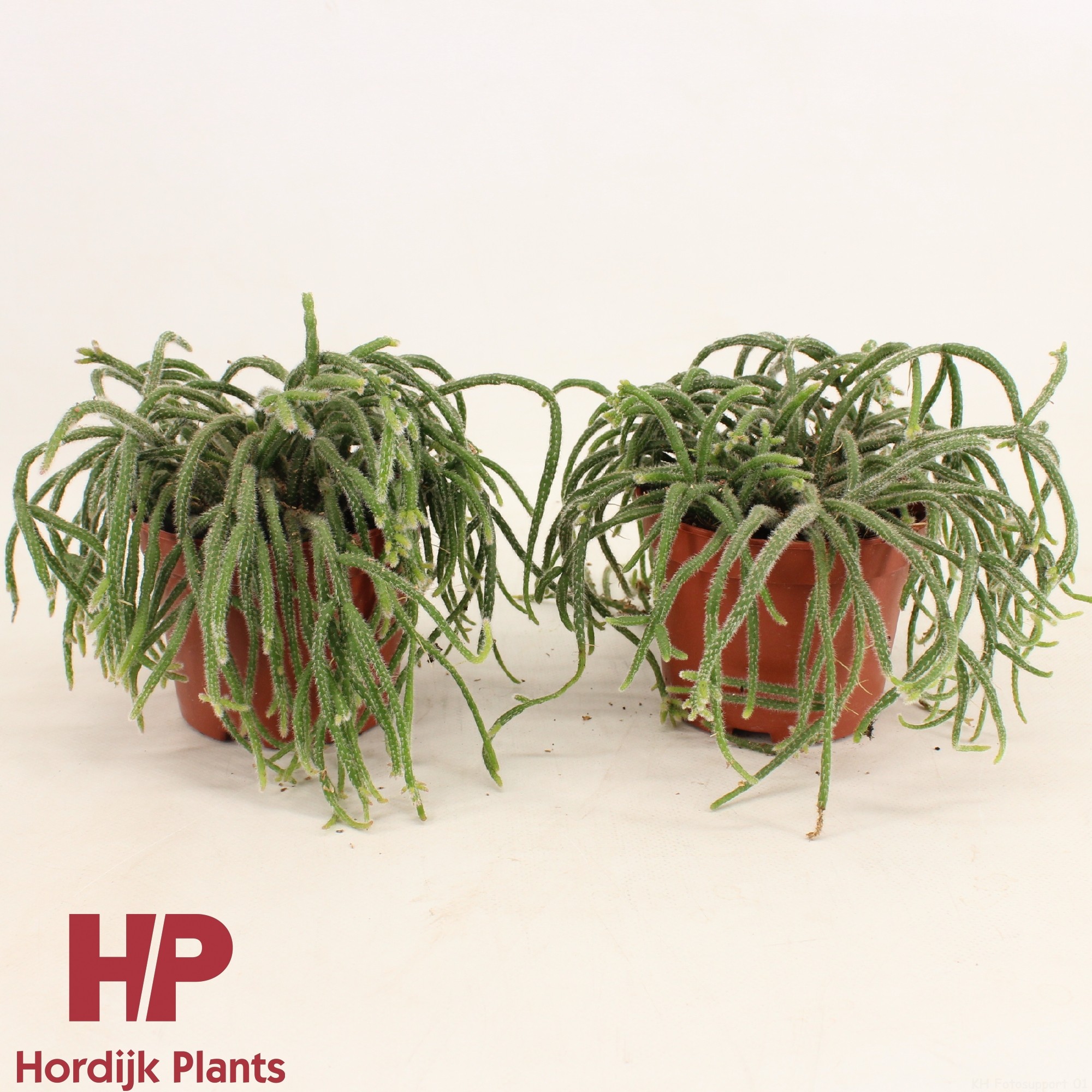 Rhipsalis baccifera subsp. horrida 12cm, D 12