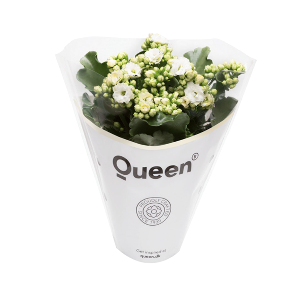 Queen® RoseFlowers White (CL), D 10,5