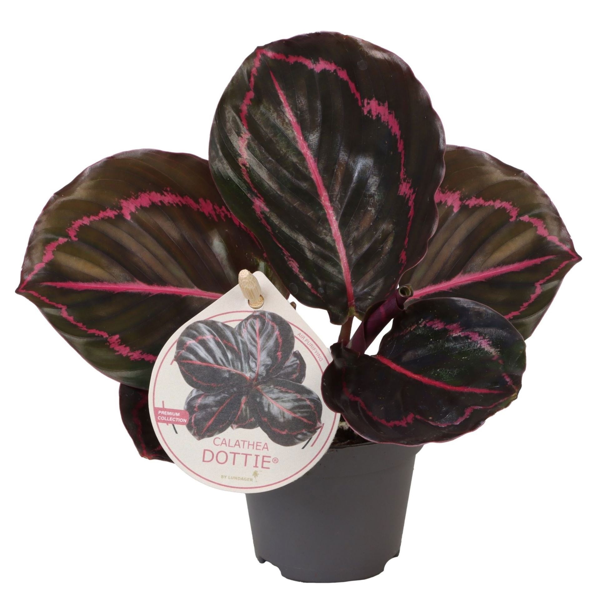 Calathea Dottie� W. Label 6 cm, D 6