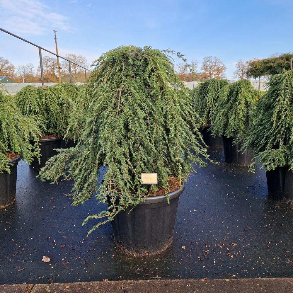 Tsuga can. 'Pendula', D 60 cm