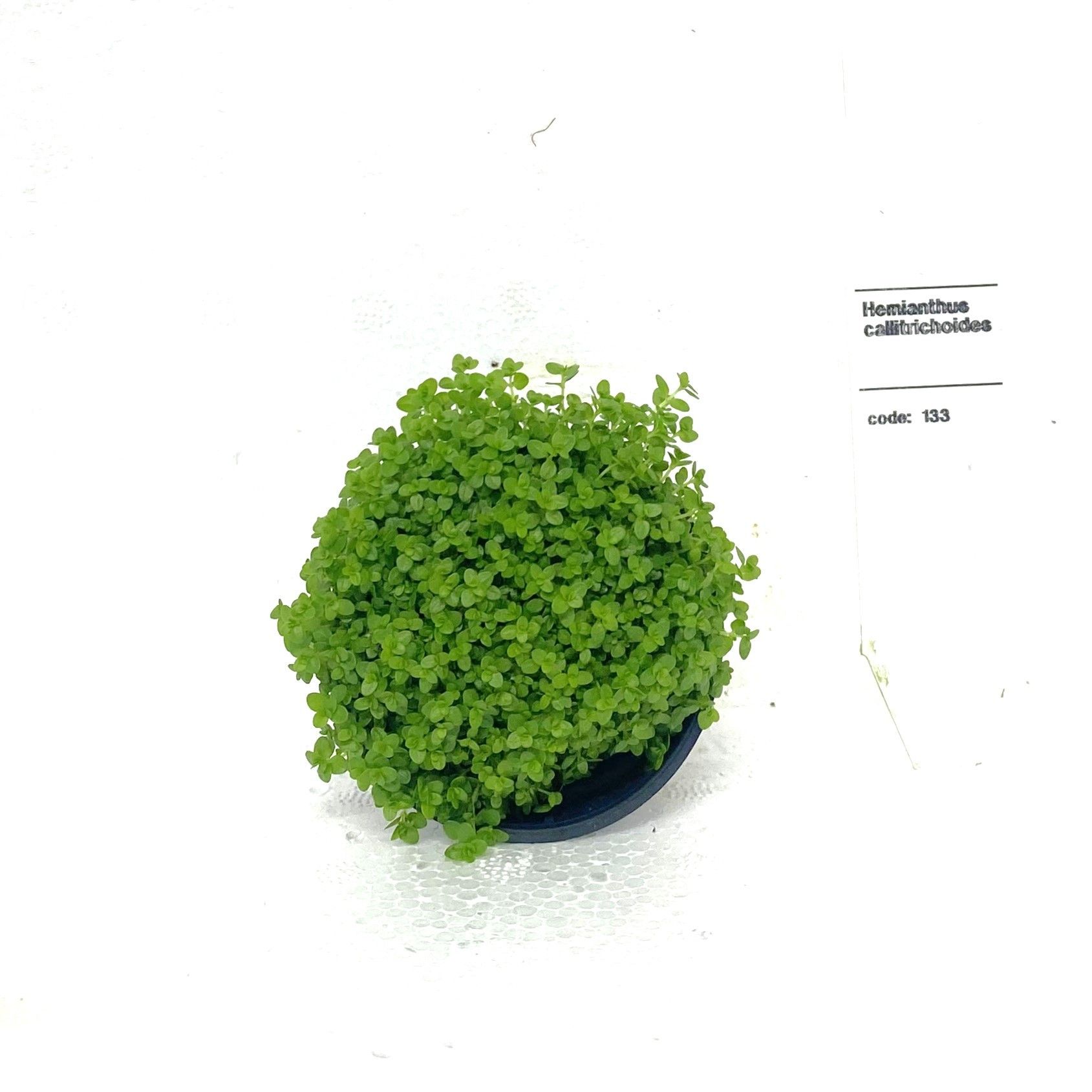 Hemiantus Calicitroides, D 5