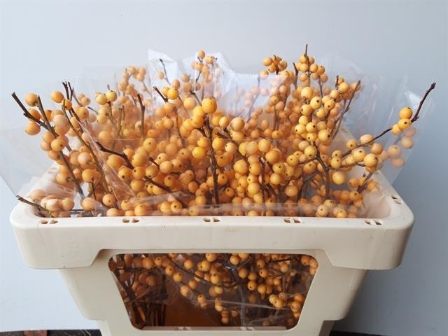 Илекс Голден Вербум 50, шт.