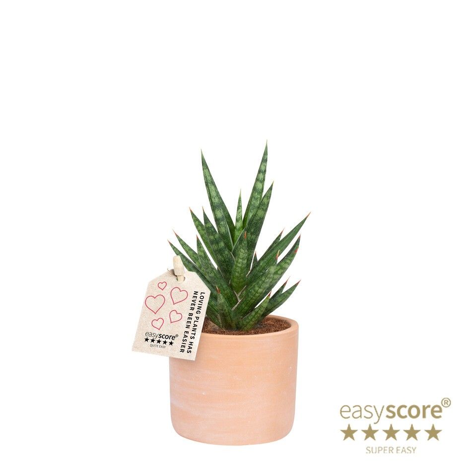 Raw Terracotta, Sansevieria francissii, D 7 cm