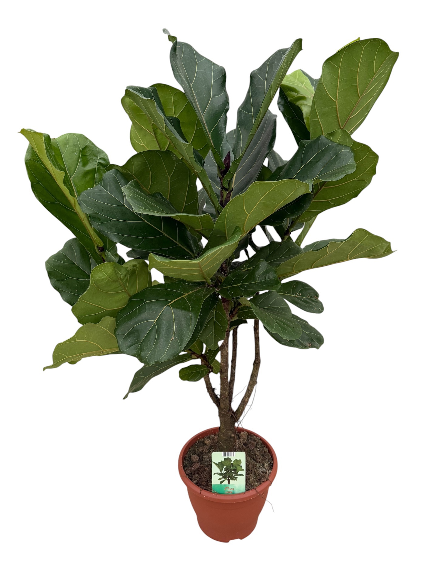 Ficus Lyrata, D 26