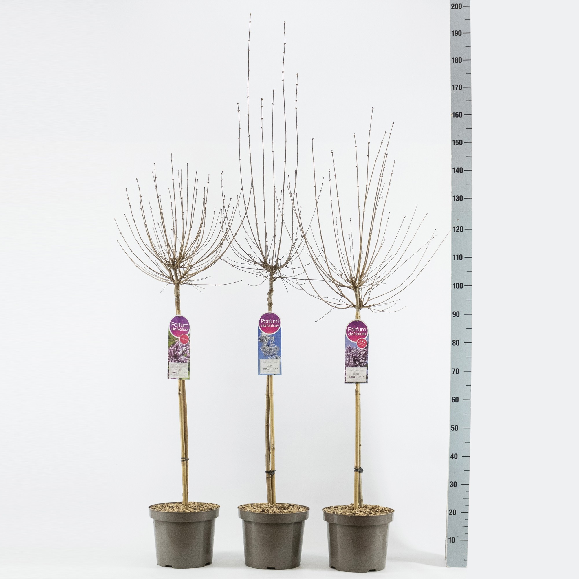 Syringa mini sering, stam 70, 2-jarige kroon, mix, D 26