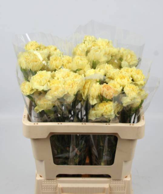 Диантус од. Луиза, шт.