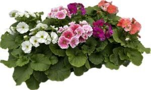 Primula obconica, mixlaag, D 12