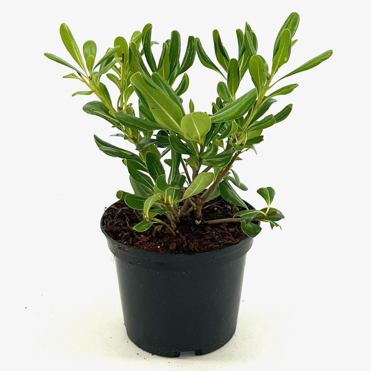 Pittosporum tobira, D 17 cm