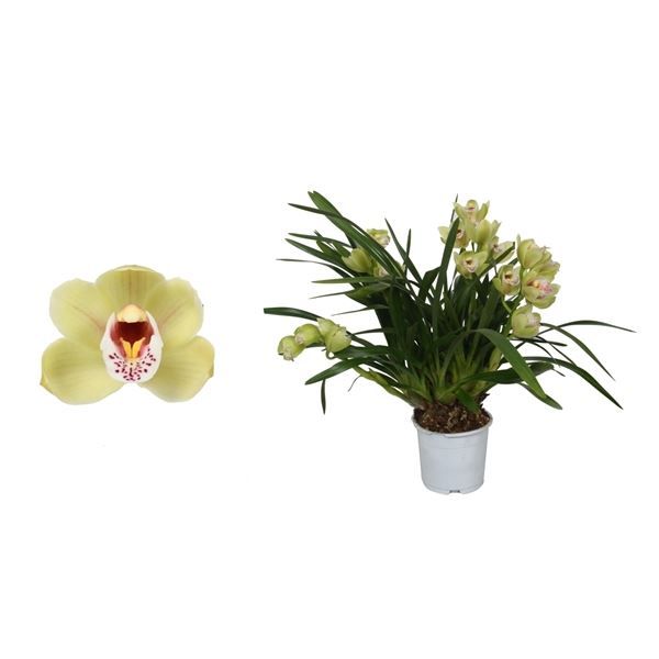 Cymbidium p12 Wild Anna 5T25+, D 12