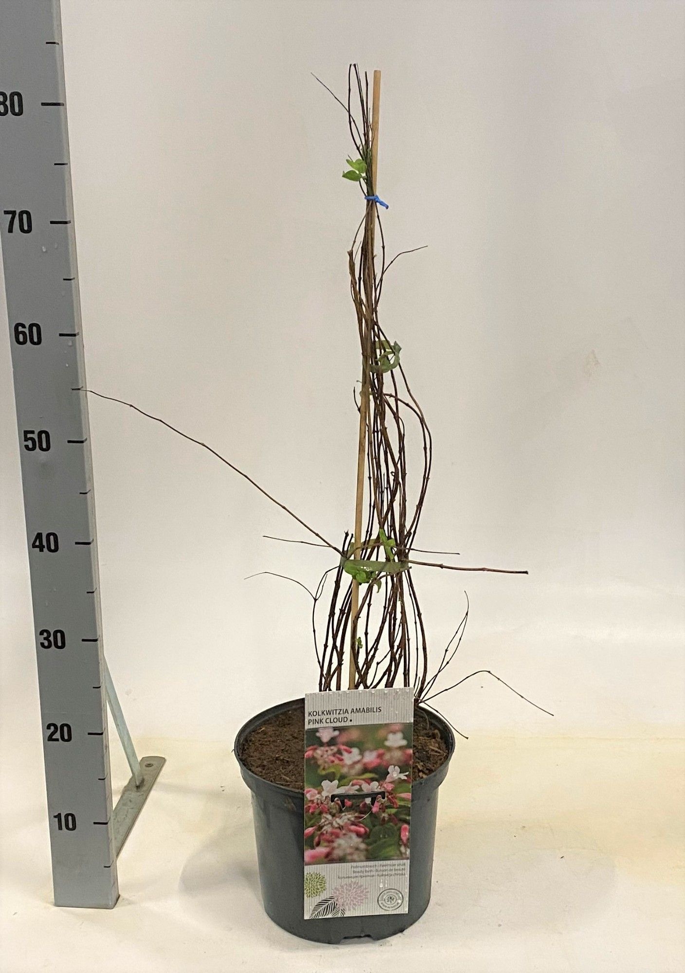 Kolkwitzia amabilis Pink Cloud, D 23